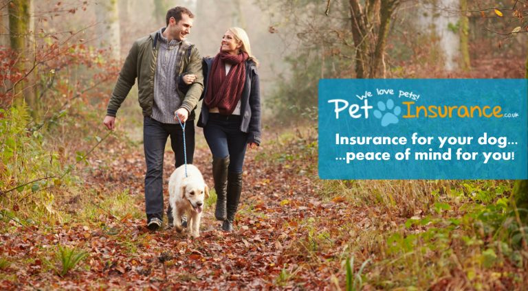 Best Dog Insurance in New Castle UK
