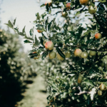 Keep Your Orchard Well-Maintained And Safe 