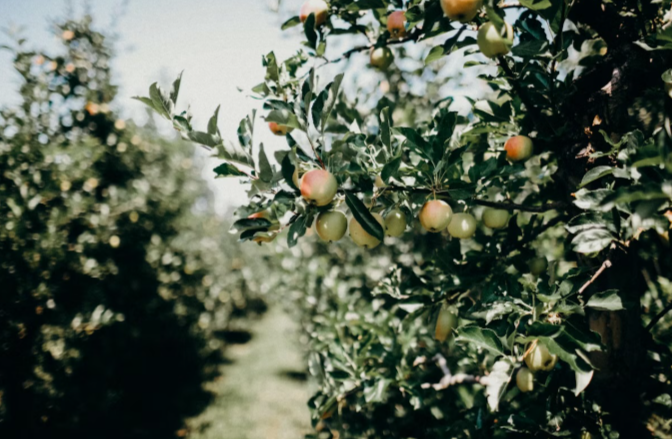 Keep Your Orchard Well-Maintained And Safe 